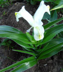 Iris - Vilkdalgis - Juno wilmottiana ‘Alba’